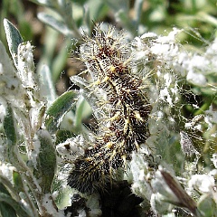 phciodes and filago californica - phciodes feeding on california filago phciodes and filago californica